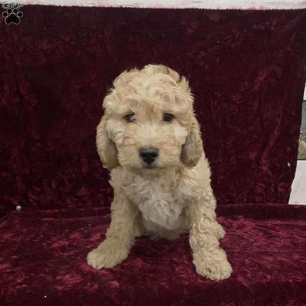 Skylar, Mini Goldendoodle Puppy