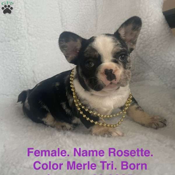 Rosestte, French Bulldog Puppy