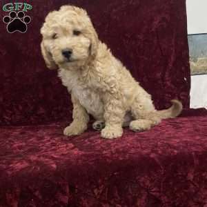 Skylar, Mini Goldendoodle Puppy