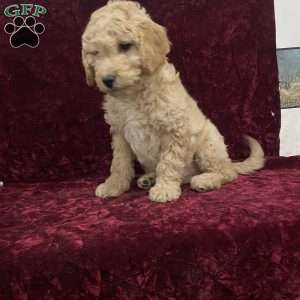 Skylar, Mini Goldendoodle Puppy