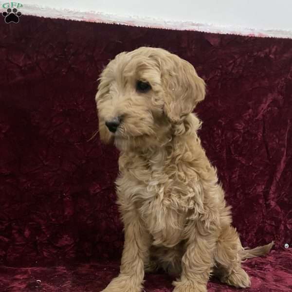 Sara, Mini Goldendoodle Puppy