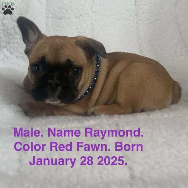 Raymond, French Bulldog Puppy