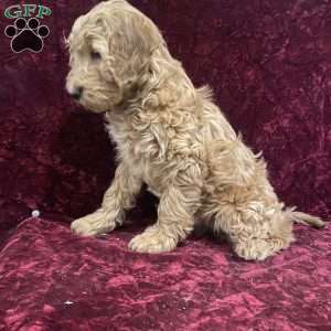 Sara, Mini Goldendoodle Puppy