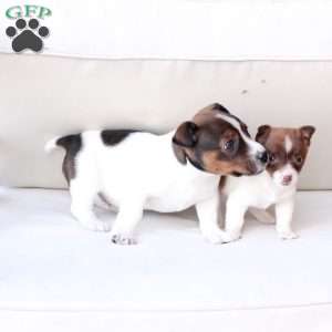 Poppy, Jack Russell Terrier Puppy