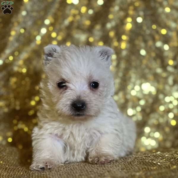 Doughnut, West Highland Terrier Puppy