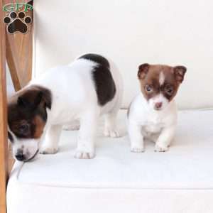 Poppy, Jack Russell Terrier Puppy