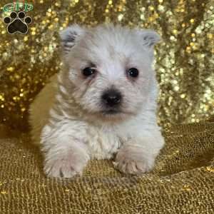 Doughnut, West Highland Terrier Puppy