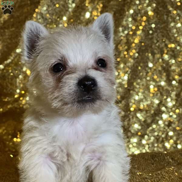 Dashi, West Highland Terrier Puppy