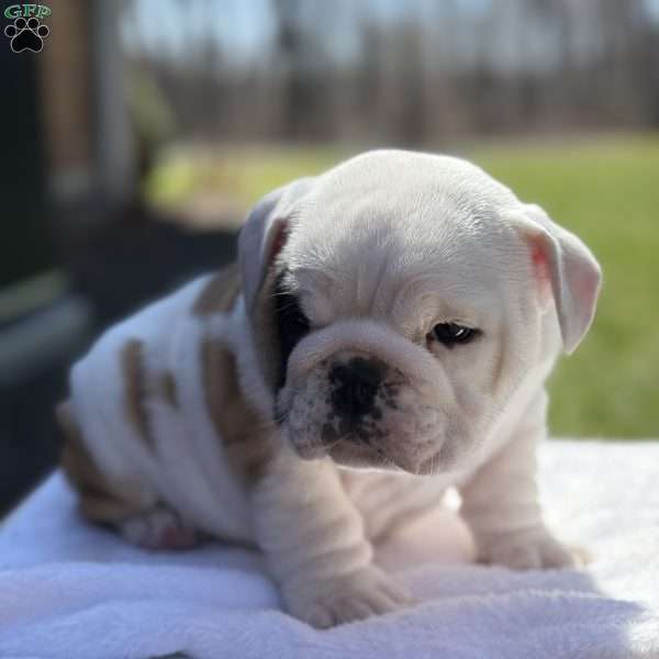 Finley, English Bulldog Puppy