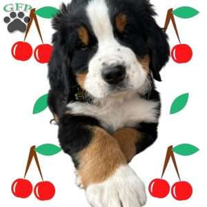 Layton, Bernese Mountain Dog Puppy