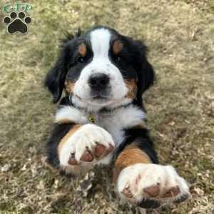 Layton, Bernese Mountain Dog Puppy