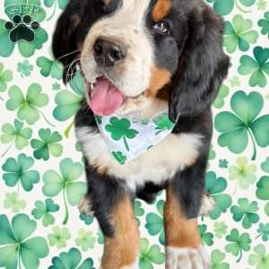 Layton, Bernese Mountain Dog Puppy