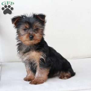 Cash, Yorkie Puppy