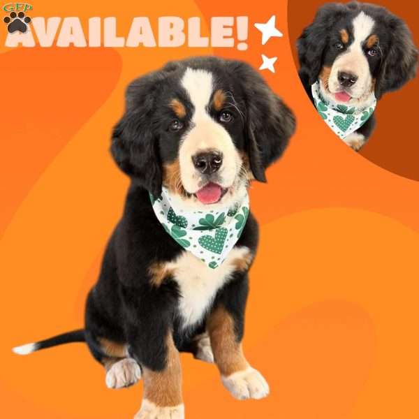 Trudy, Bernese Mountain Dog Puppy