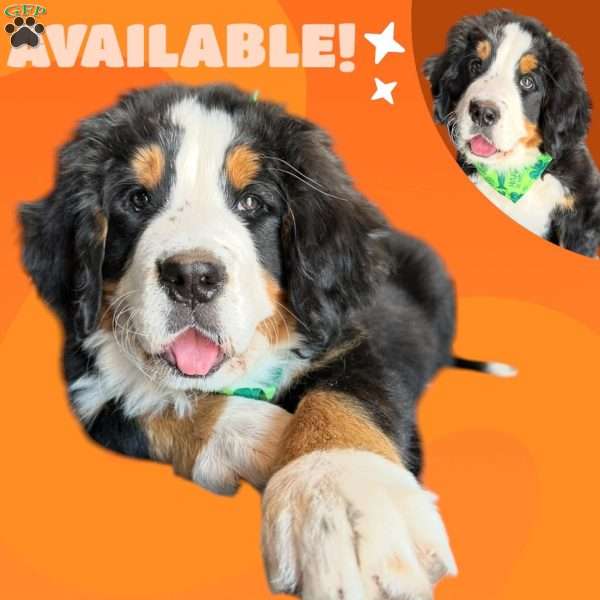 Vanessa, Bernese Mountain Dog Puppy