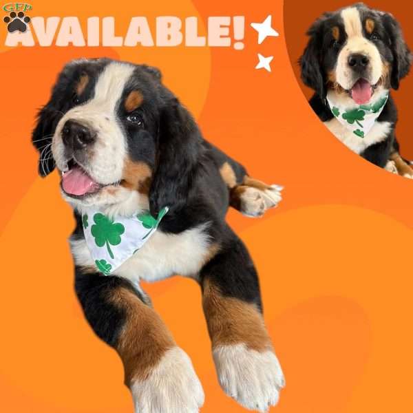 Layton, Bernese Mountain Dog Puppy