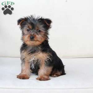 Cash, Yorkie Puppy