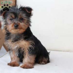 Cash, Yorkie Puppy