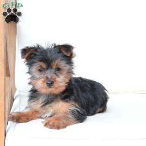 Cash, Yorkie Puppy