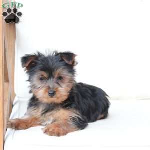 Cash, Yorkie Puppy