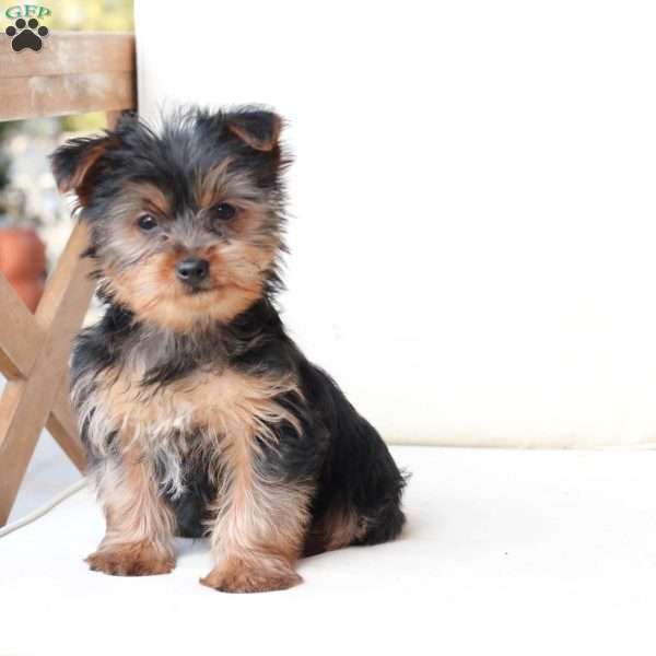 Cash, Yorkie Puppy