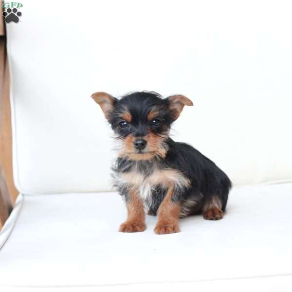 Ozzy, Yorkie Puppy