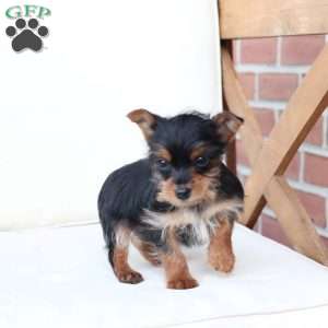 Ozzy, Yorkie Puppy