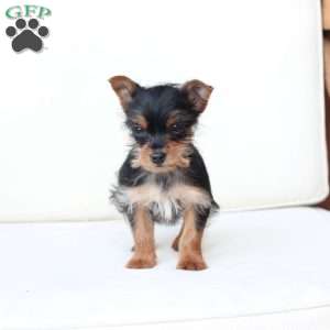 Ozzy, Yorkie Puppy