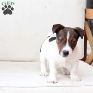 Diesel, Jack Russell Terrier Puppy