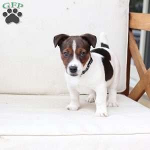 Diesel, Jack Russell Terrier Puppy