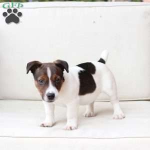 Diesel, Jack Russell Terrier Puppy