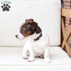 Diesel, Jack Russell Terrier Puppy