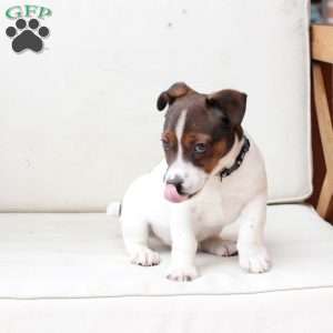 Diesel, Jack Russell Terrier Puppy