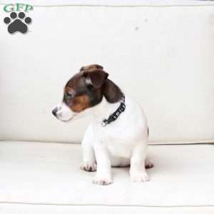 Diesel, Jack Russell Terrier Puppy