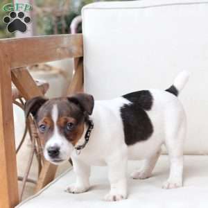 Diesel, Jack Russell Terrier Puppy