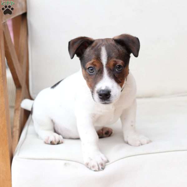 Diesel, Jack Russell Terrier Puppy