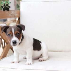 Diesel, Jack Russell Terrier Puppy