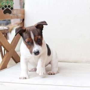 Diesel, Jack Russell Terrier Puppy