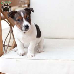 Diesel, Jack Russell Terrier Puppy