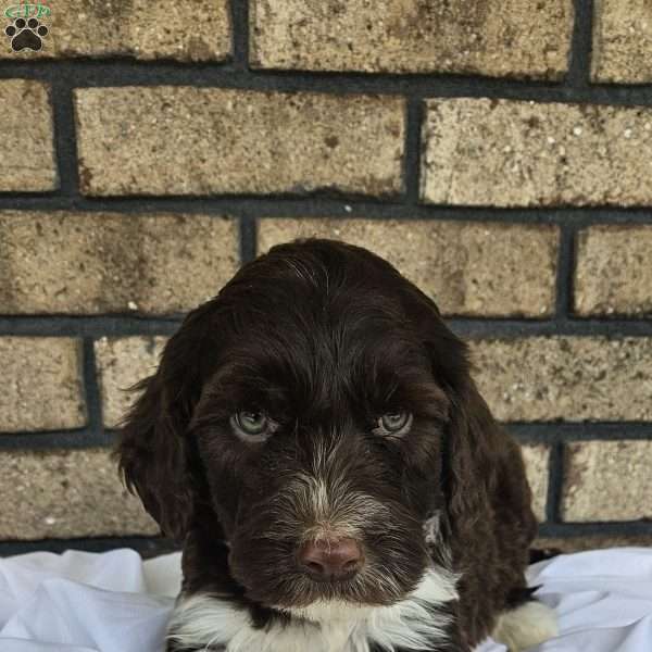 Ryker, Portuguese Water Dog Puppy
