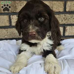 Ryker, Portuguese Water Dog Puppy