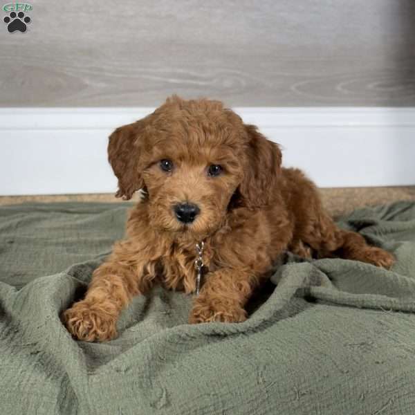 Reggie, Goldendoodle Puppy