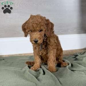 Reggie, Goldendoodle Puppy