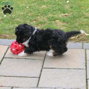 Jenna, Mini Bernedoodle Puppy