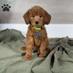 Frankie, Goldendoodle Puppy