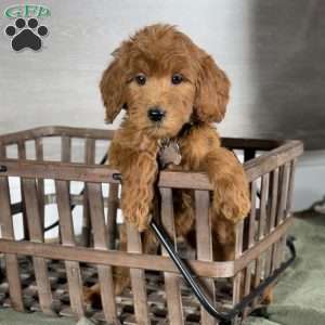 Frankie, Goldendoodle Puppy