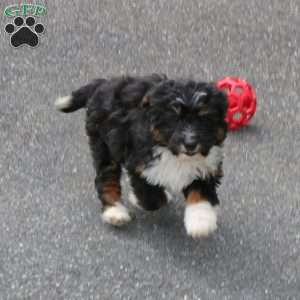 Jenna, Mini Bernedoodle Puppy