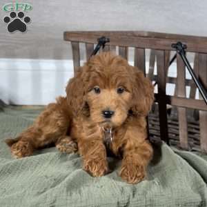 Frankie, Goldendoodle Puppy