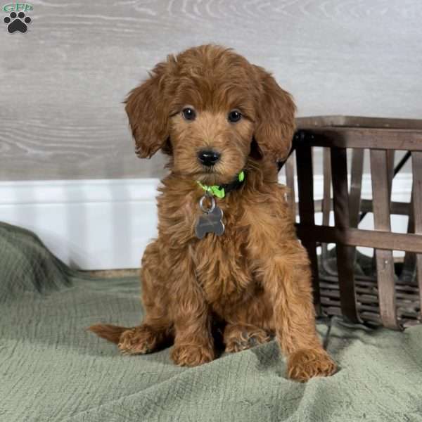 Frankie, Goldendoodle Puppy