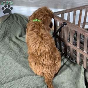 Frankie, Goldendoodle Puppy